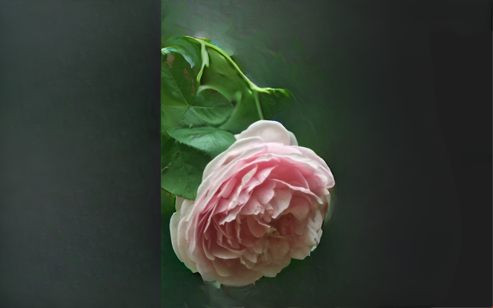 Pink rose from Mary’s garden.
