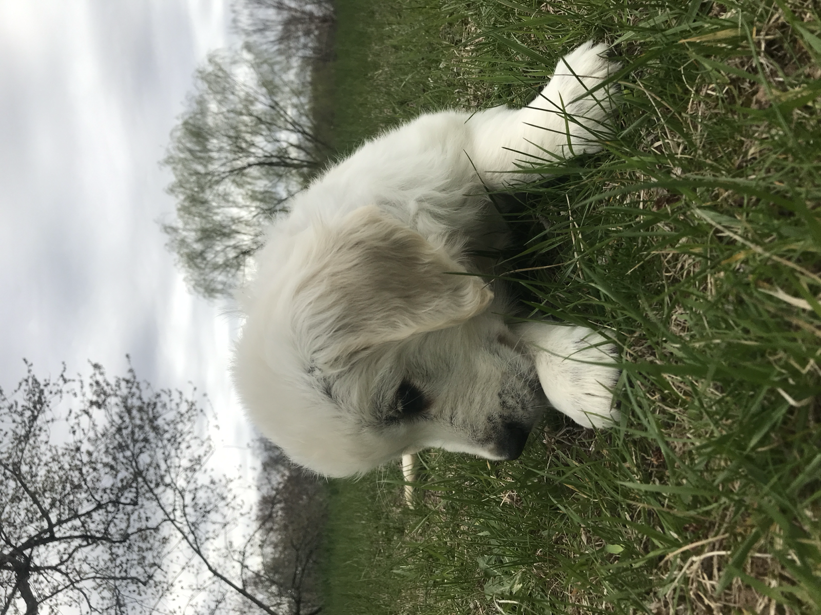 Portrait of Mary’s dog.
