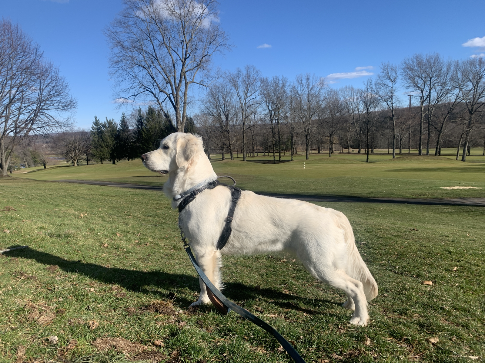 Second portrait of Mary’s dog.